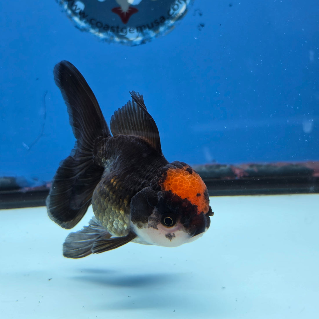 Thai Oranda Red Cap Black 3.5” Female(FEB-728)R1B07