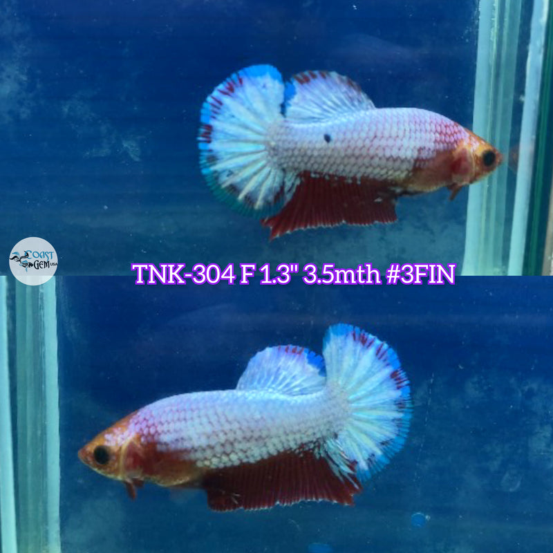 Live Female Betta Fancy Red base Startail Plakad (TNK-304) High quality what you see what you get!!
