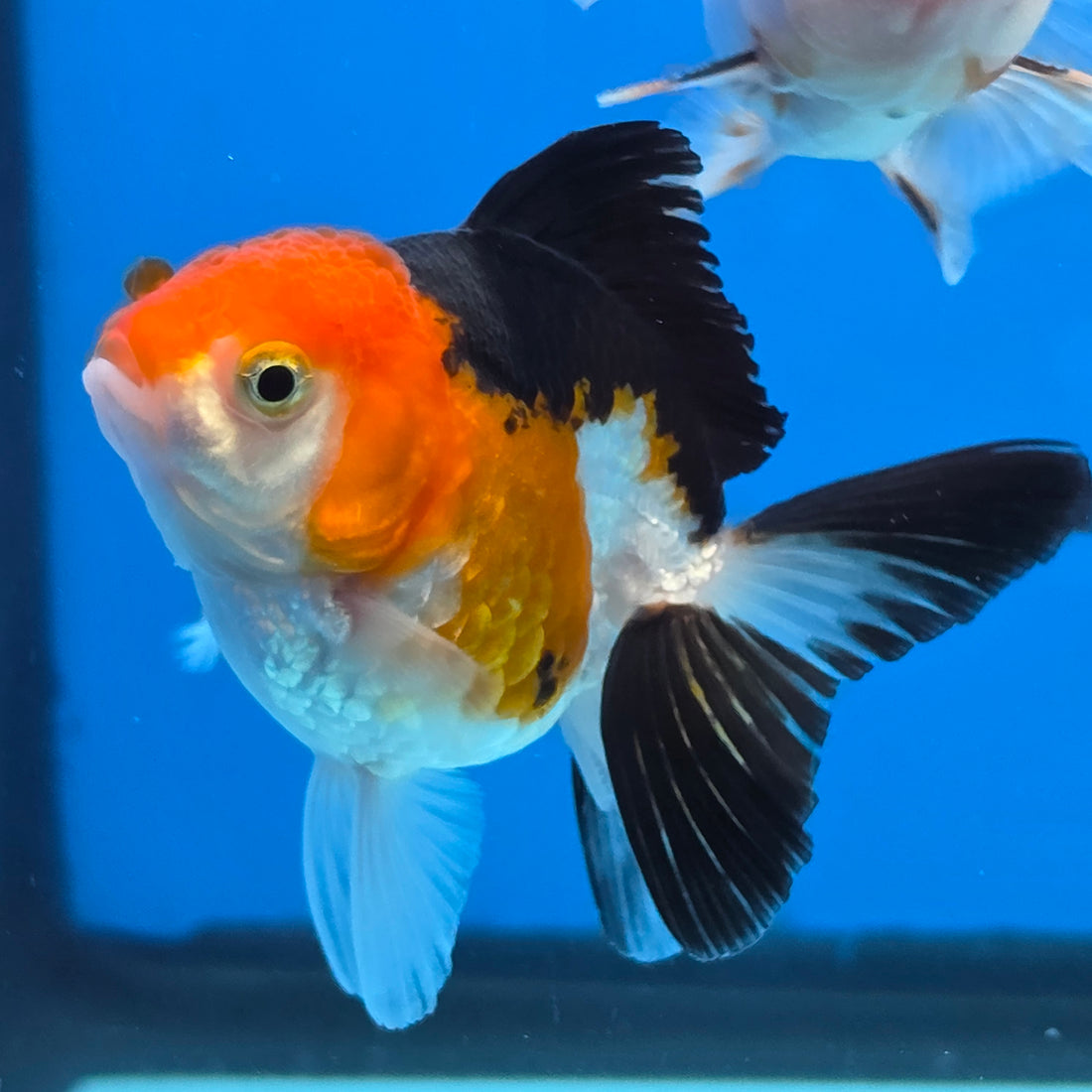 Thai Oranda Tri Color Short body breed 2.5" Body Female 6mths(FEB-563)R3B22