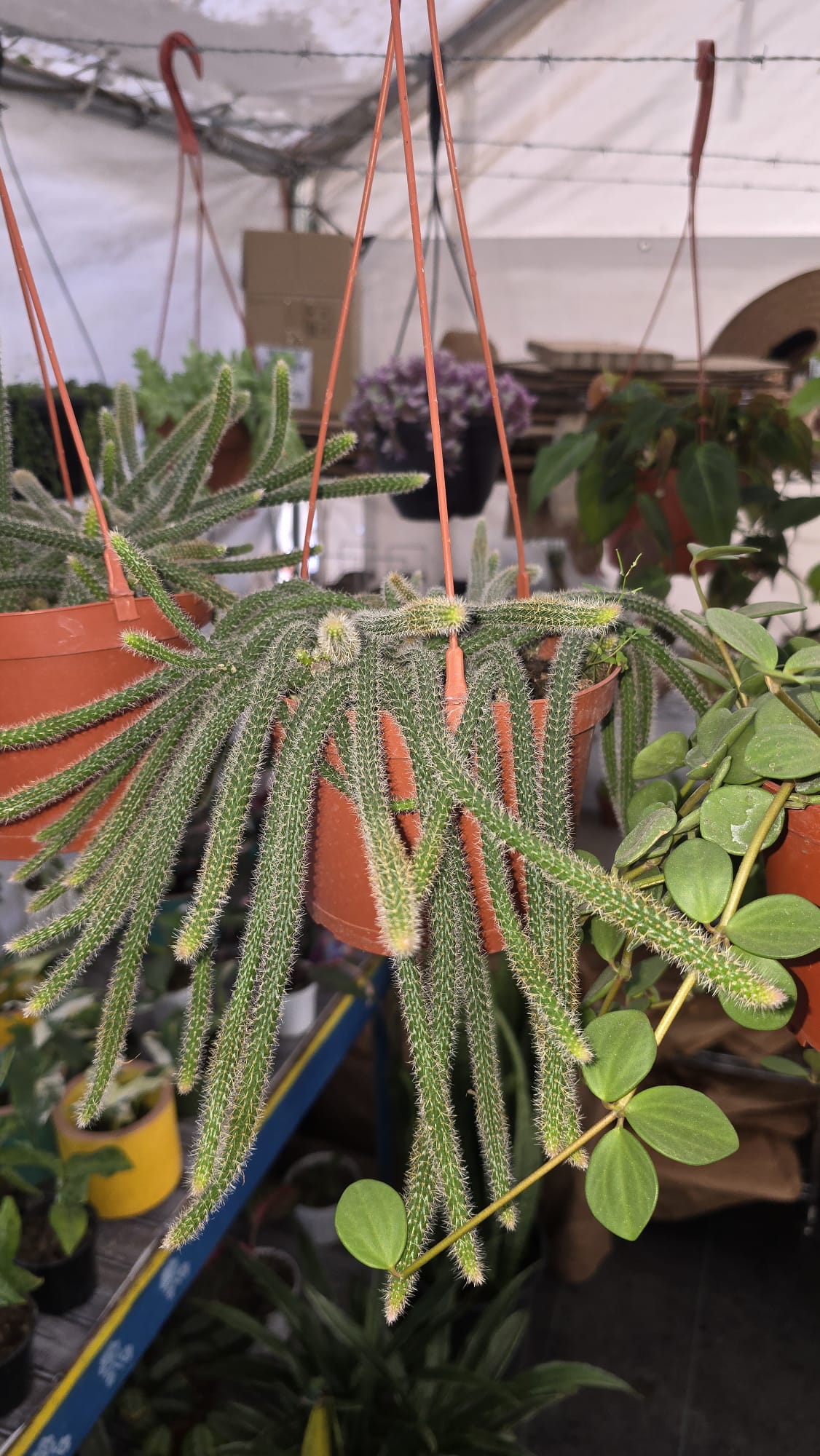 Rattail Cactus in 6 inch pot hanging basket