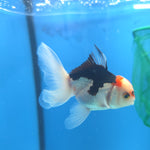 Thai Oranda Tri-Color 2.5” Male(FEB-668)R3B03