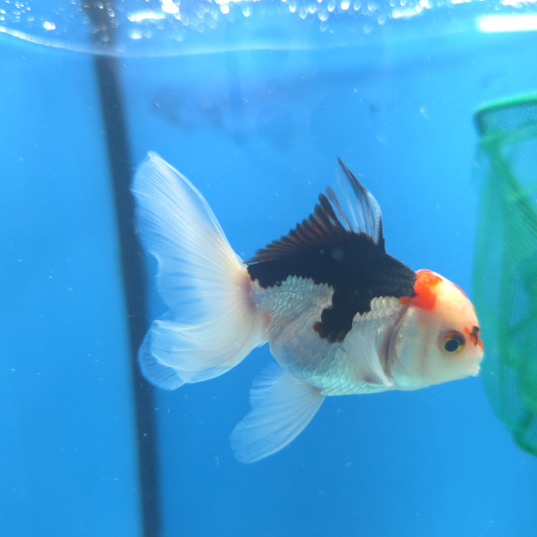 Thai Oranda Tri-Color 2.5” Male(FEB-668)R3B03