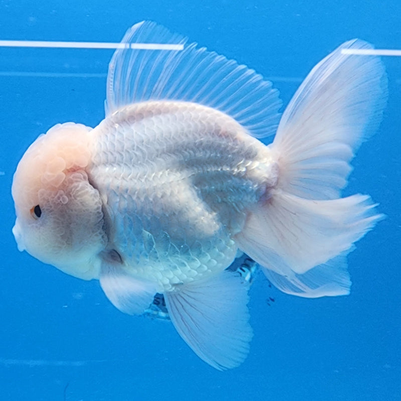 Thai Oranda Full White 3.5” Body Male(CK-1432)BLUETUB2