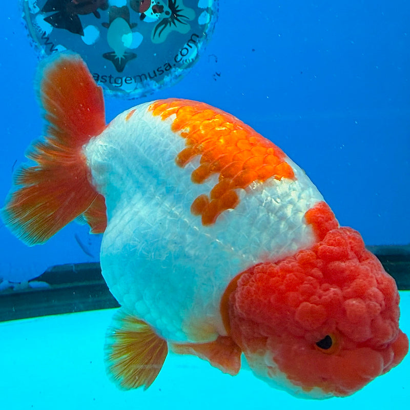 Thai Ranchu Red & White 4in Female (FEB-440)BLUETUBA