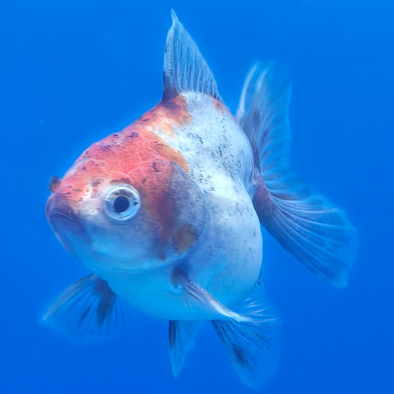 Thai Shogun Calico Oranda 2.5" Body Male A+ Grade(CK-603)R3A01