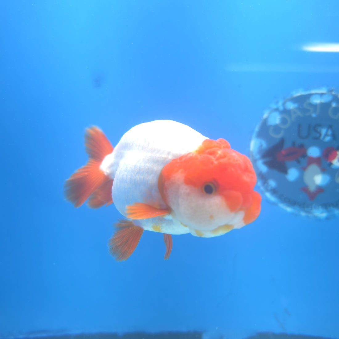 Thai Ranchu Red Cap White 3.5” Female(FEB-671)R3B03
