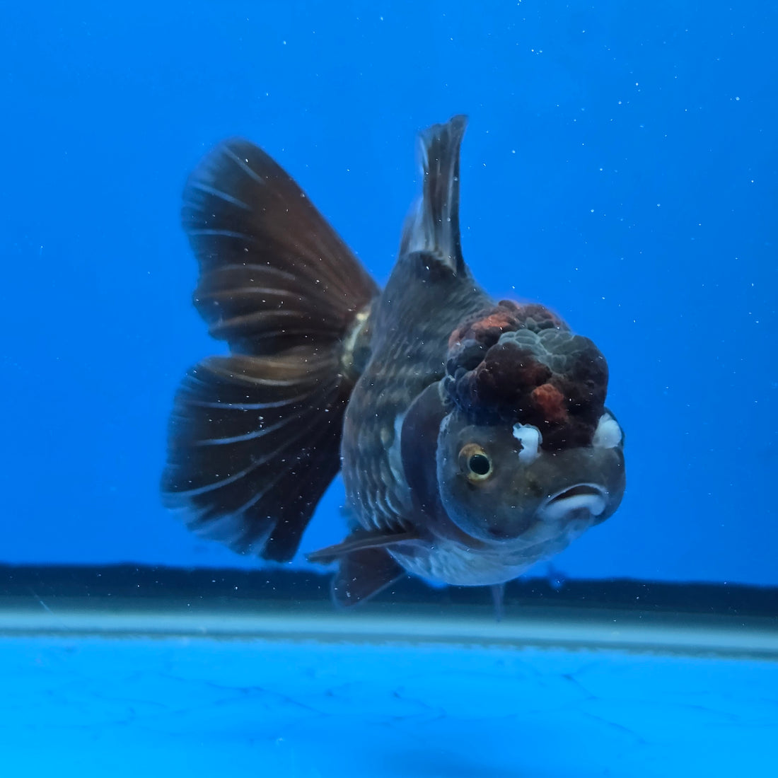 Thai Oranda Bronze 4.00" Body Female (FEB-738)R2A09