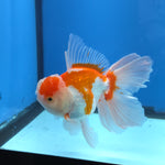 Thai Oranda Lemon Head Red and White 4" Body male 9mths(FEB-576)R2A02