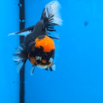 Thai Oranda Red Cap PomPom Color 3.5 in Body Male (FEB-533)R3A03