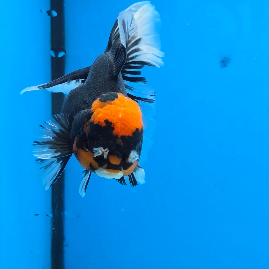 Thai Oranda Red Cap PomPom Color 3.5 in Body Male (FEB-533)R3A03