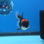 Thai Oranda Red Cap Panda Color 3 in Body Male (FEB-534)R3A03