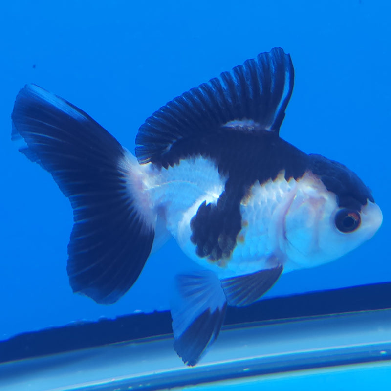 Thai Oranda Panda 2.5” Female (FEB-366)R3B20