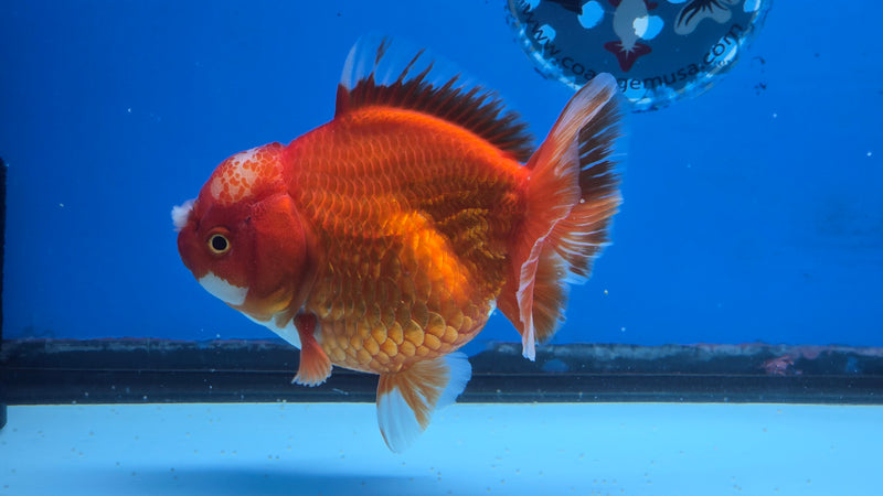 Thai Jumbo Red/White Oranda 4.50 inch Body Male Giant Breed (CRP-JO1081)BLUETUB2