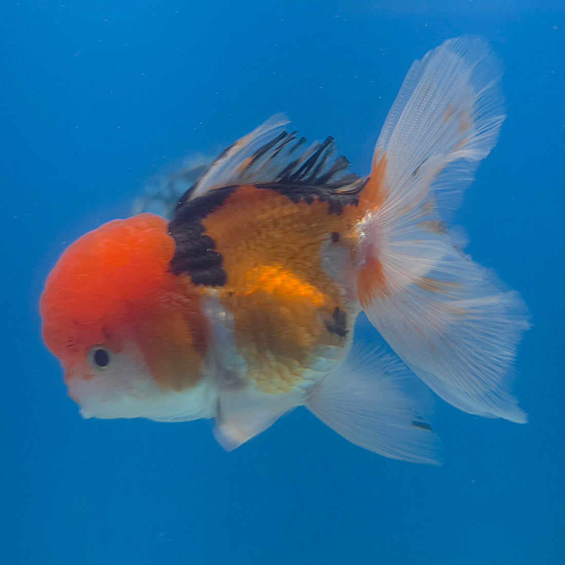 Thai Oranda Tri-Color 3.5” Female(FEB-715)R1A07