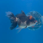 Thai Oranda Red Cap Panda 3.5” Female(FEB-708)R1A07