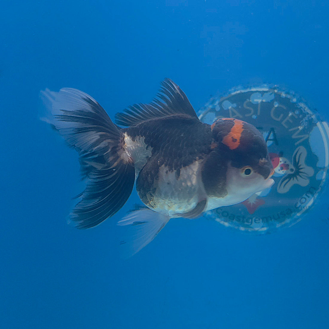 Thai Oranda Red Cap Panda 3.5” Female(FEB-708)R1A07