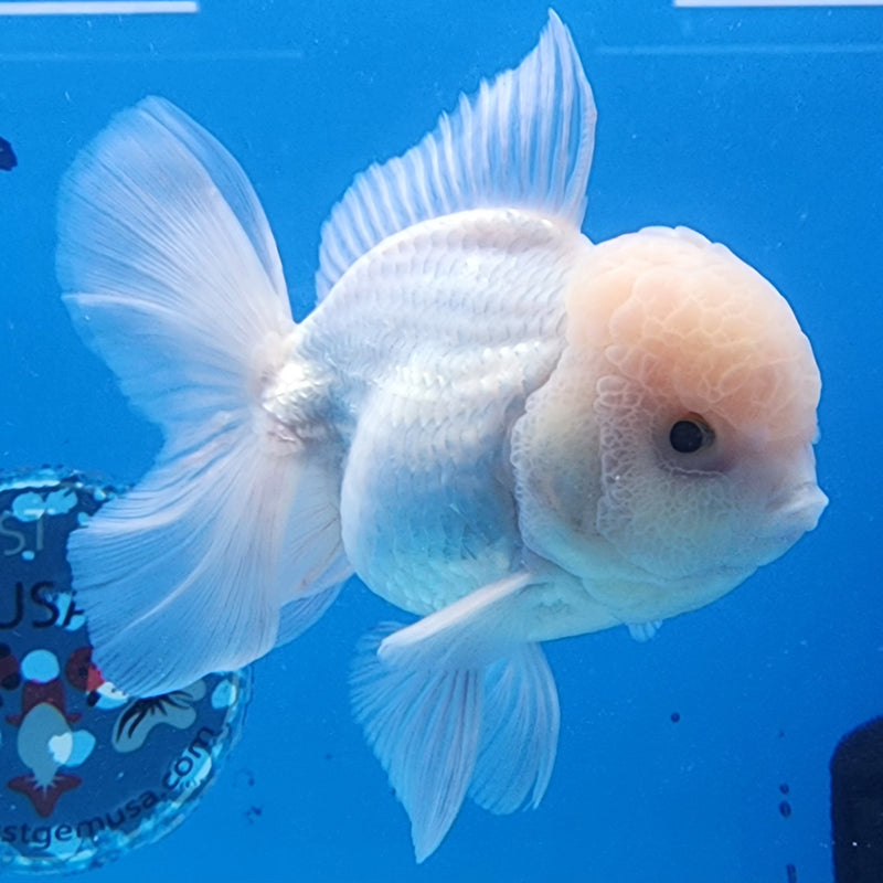 Thai Oranda Full White 3.5” Body Male(CK-1432)BLUETUB2