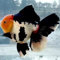 Thai Jumbo Tri Color Orchid Tail Oranda 5.00 inch Body (QGF-JO1227)BLUETUBA
