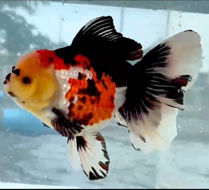Thai Jumbo Lemon Head Tri-Color Oranda Yuanbao 4.50 inch Body (QGF-JO1207)Showtank