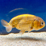 Thai Ranchu Gold Calico Body 3in Female (FEB-495)R3B10
