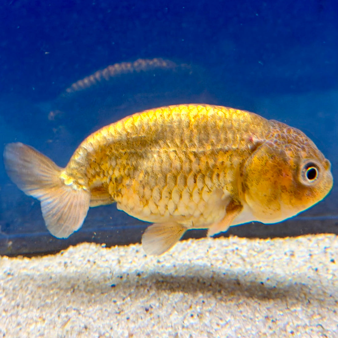 Thai Ranchu Gold Calico Body 3in Female (FEB-495)R3B10