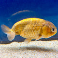 Thai Ranchu Gold Calico Body 3in Female (FEB-495)R3B10