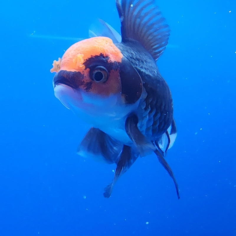 Thai Oranda Tri-Color 2.5 F (FEB-193)R3A06