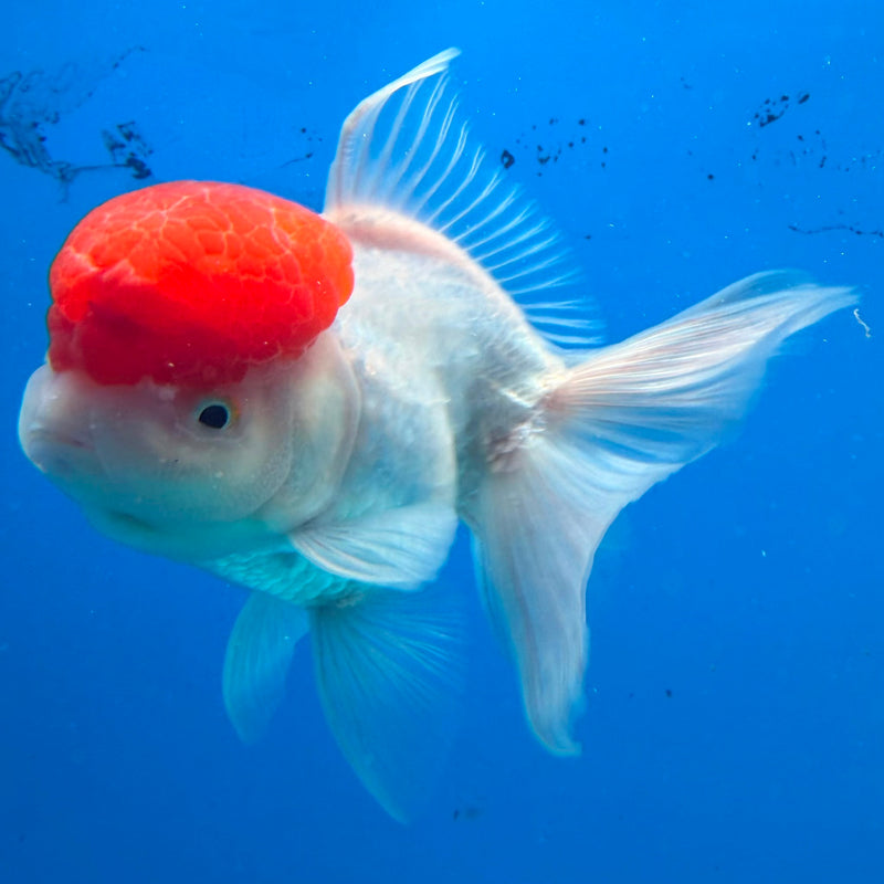 Thai Oranda White Body Red Cap 3.5" Female(FEB-433)R2B13