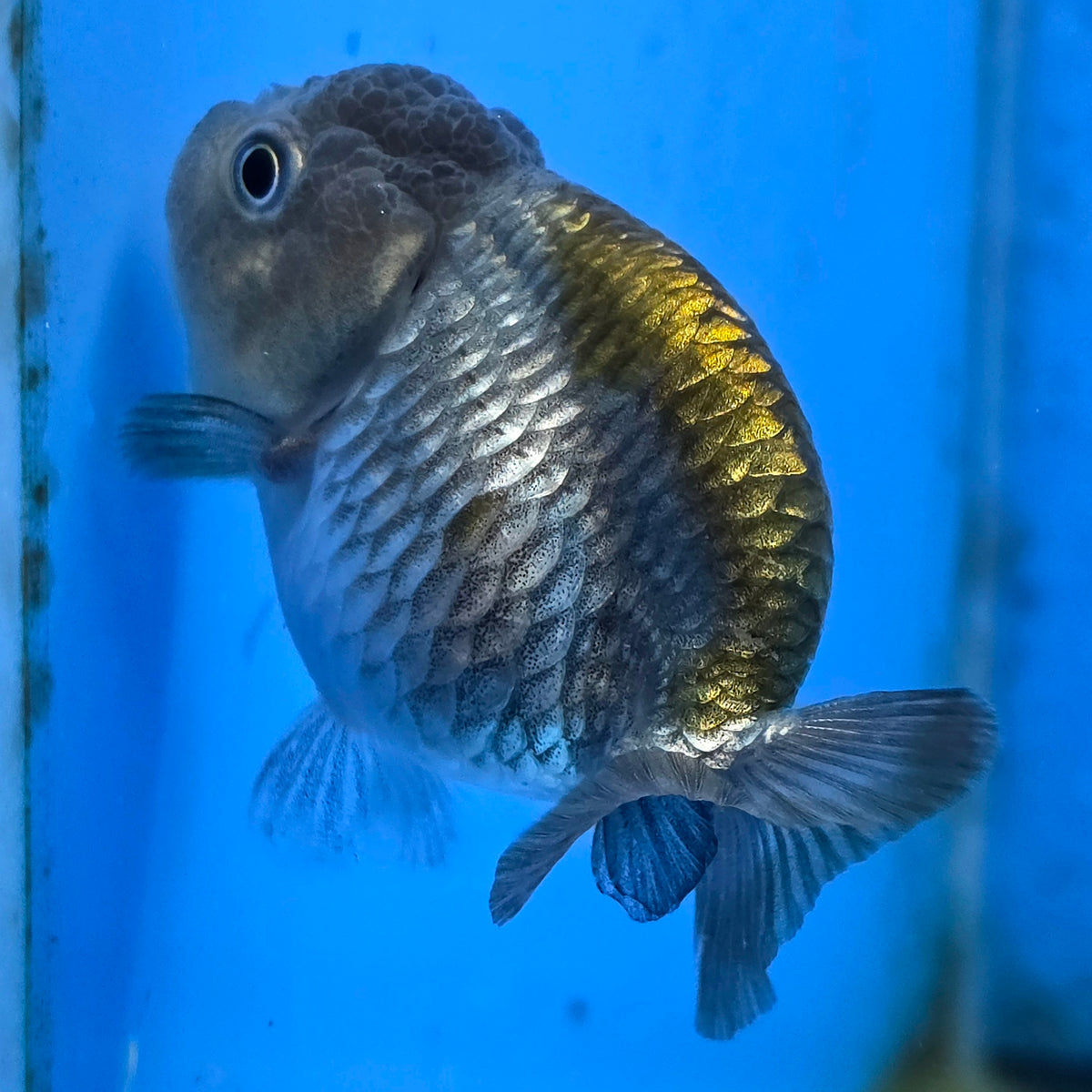 Thai Ranchu Copper Silver Calico 2.50" Body (FEB-876)R2B06