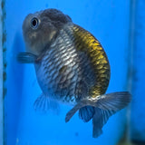 Thai Ranchu Copper Silver Calico 2.50" Body (FEB-876)R2B06