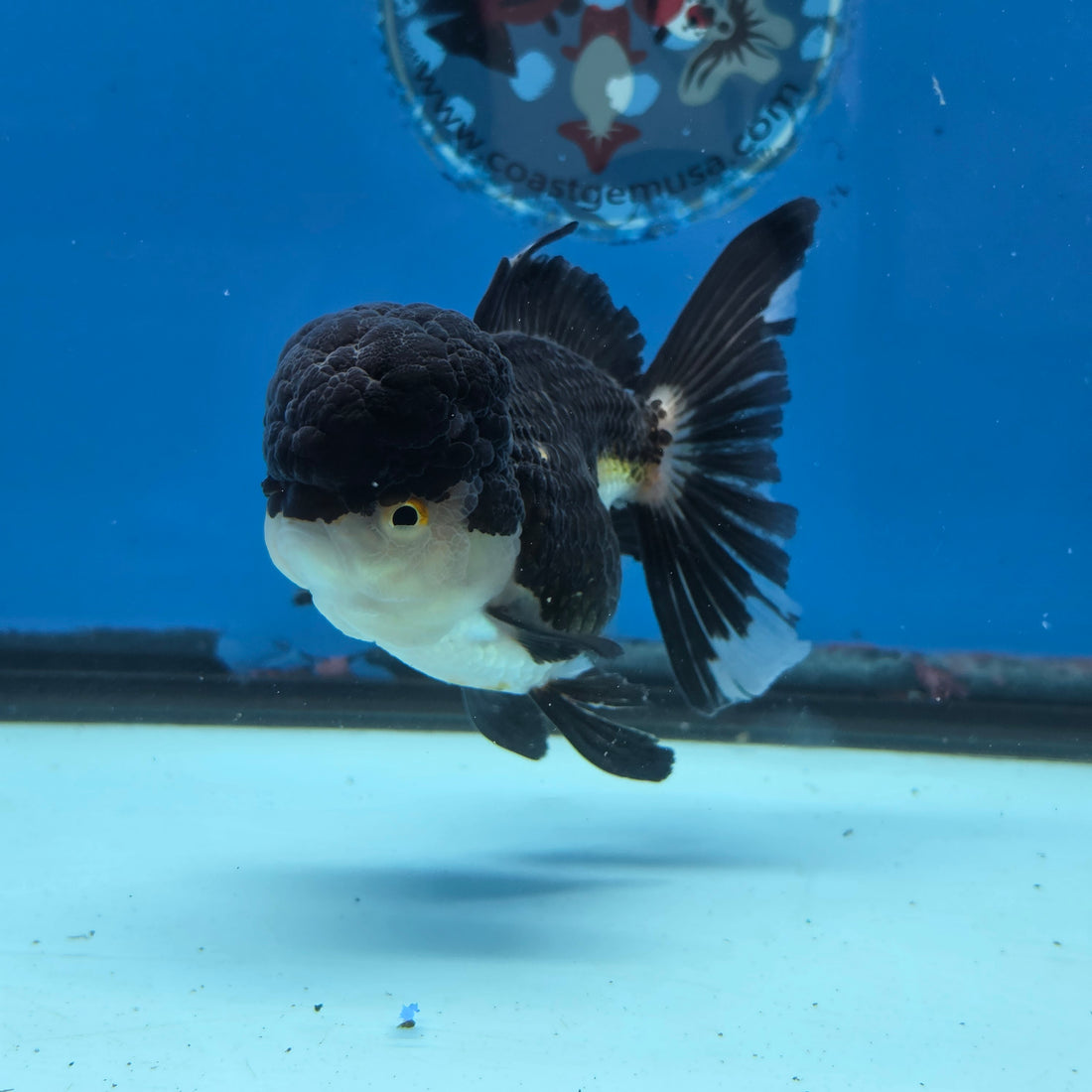 Thai Oranda Panda 4" Body female 9mths(FEB-569)R3A01