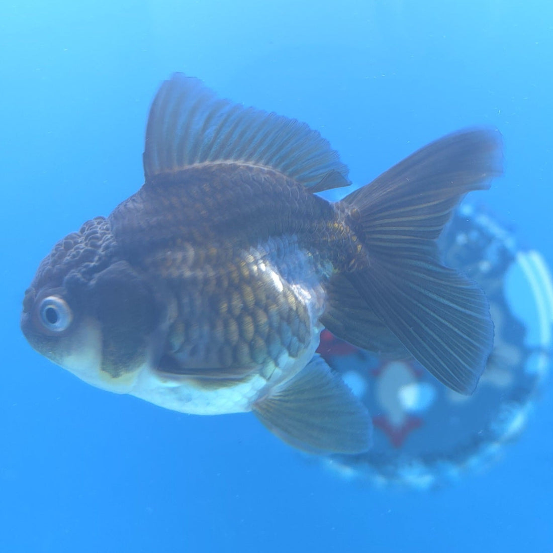 Thai Oranda Panda Silver 2.5” Female(FEB-663)R3B04