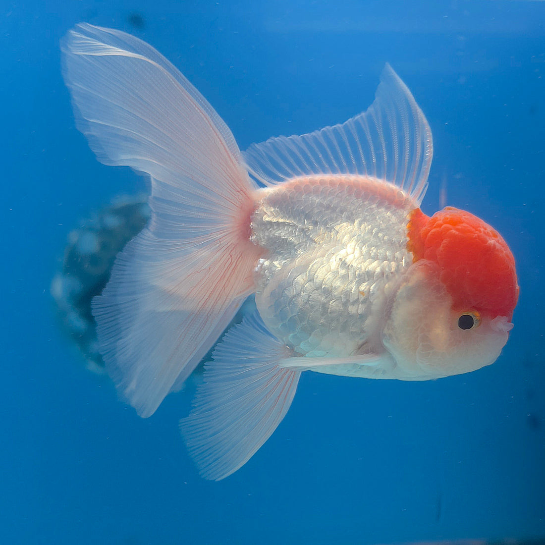 Thai Oranda Red & White 3.5” Male(FEB-710)R1A07
