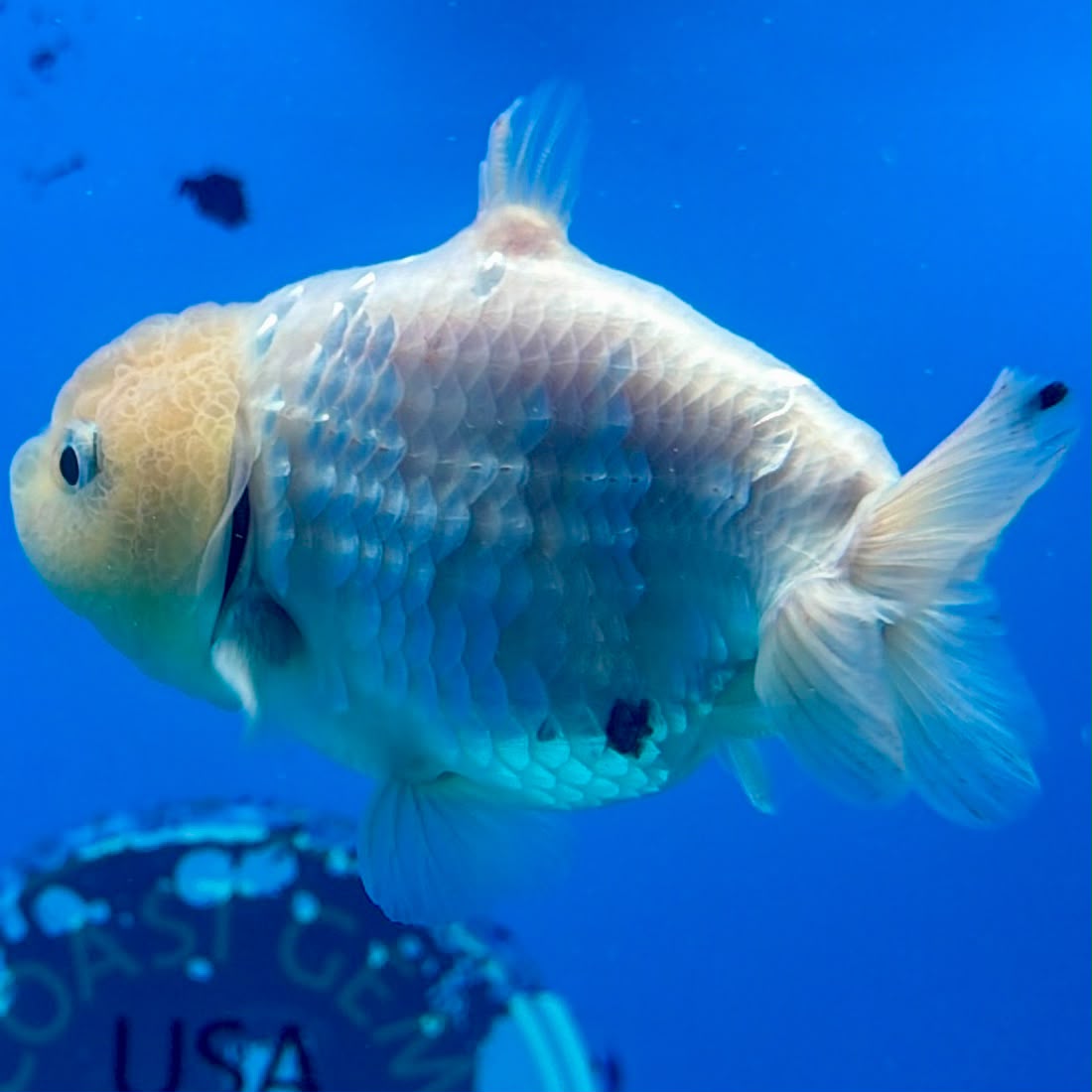 Thai Ranchu White Lemonhead Shark 3.5in Female (FEB-446)BLUETUBA