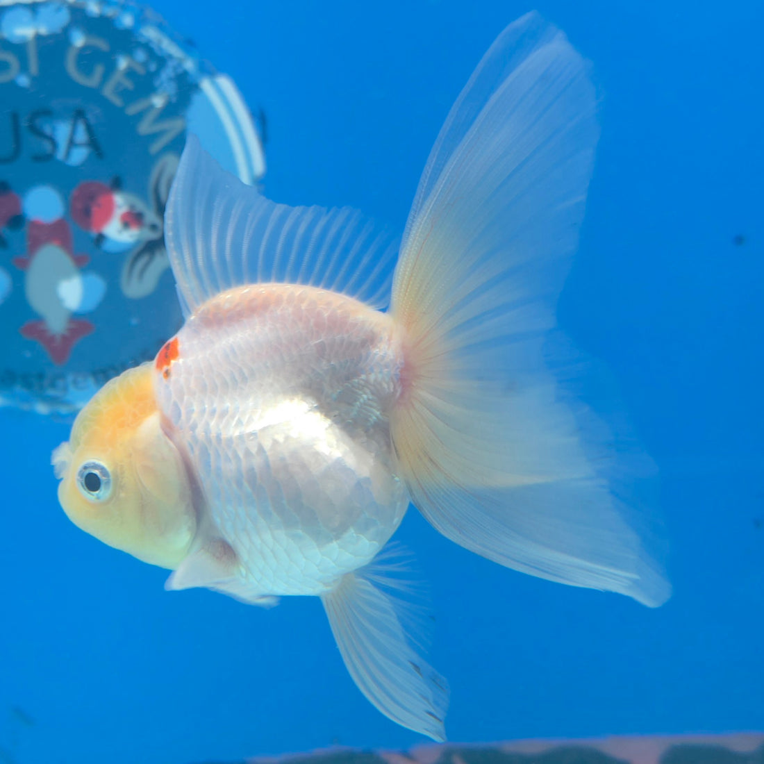 Thai Oranda Lemonhead 3” Male(FEB-638)R3B15
