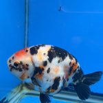 Chinese Ranchu Tiger Calico 4in Male (FEB-283)BLUETUBC