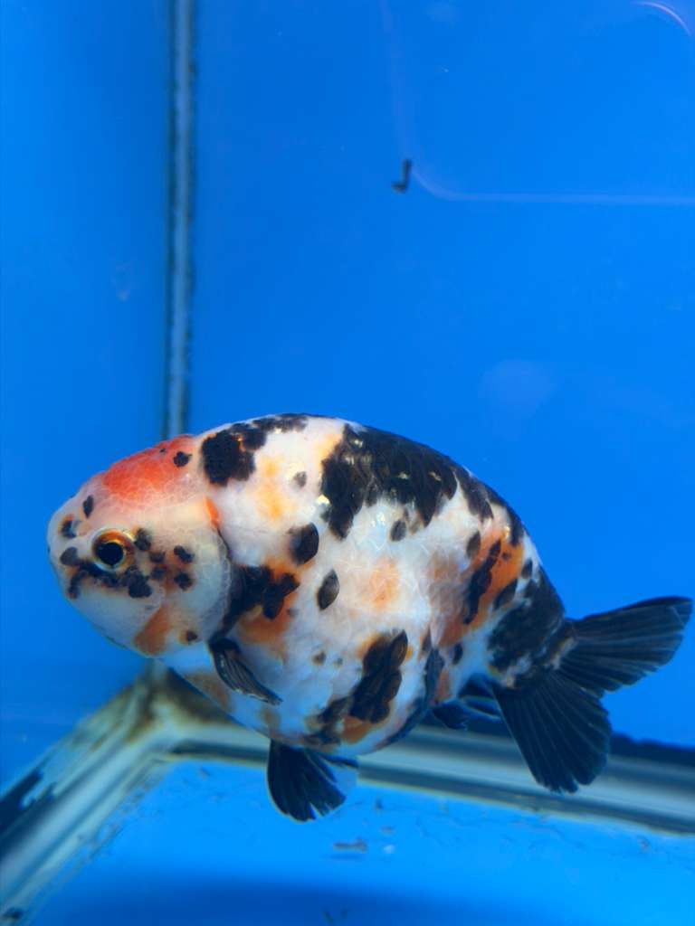 Chinese Ranchu Tiger Calico 4in Male (FEB-283)BLUETUBC