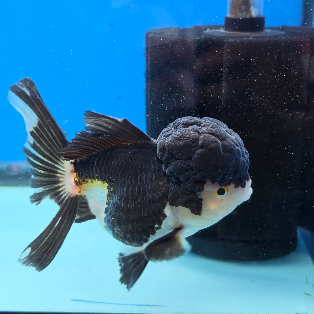 Thai Oranda Panda 4" Body female 9mths(FEB-569)R3A01