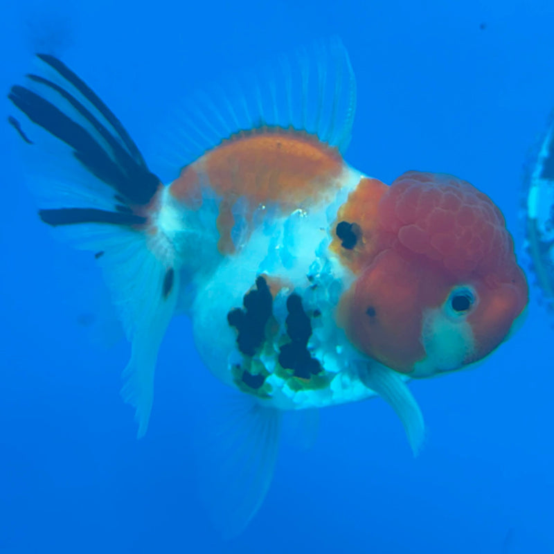 Thai Oranda Tiger Tri Color Male 3.5 in (FEB-456)BLUETUBA