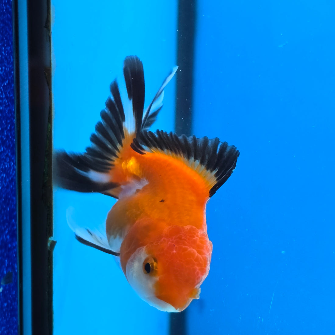 Thai Oranda Tri Color 3 in Body Female (FEB-521)R3A08