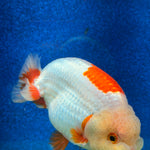 Thai Ranchu Red & White 4in Female (FEB-465)BLUETUBA
