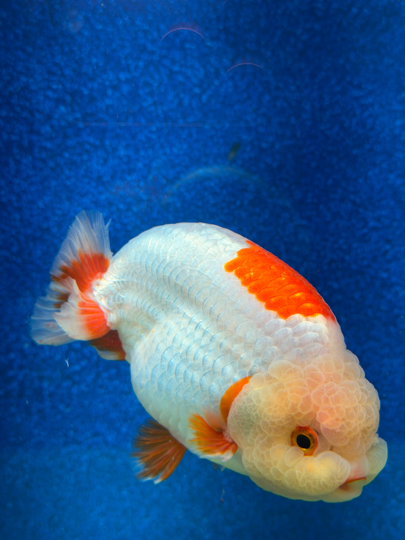 Thai Ranchu Red & White 4in Female (FEB-465)BLUETUBA
