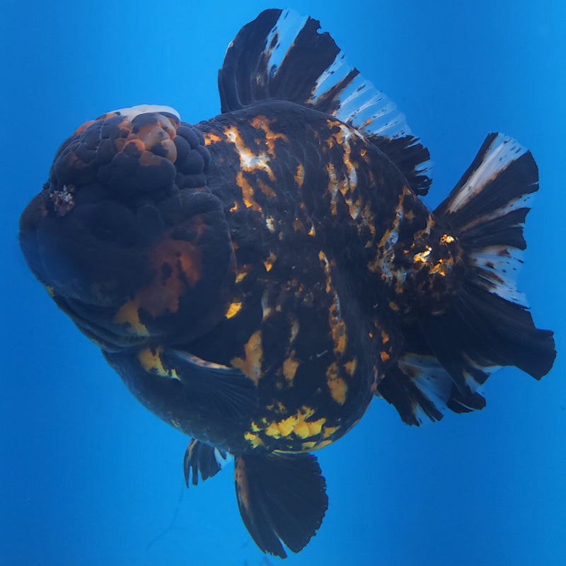 Thai Jumbo Black Tiger Orchid Tail Oranda by NK THAILAND 5.00 inch Body (NKT-FEB-372)