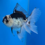 Thai Oranda Lemonhead Panda 3.00" Body Female (FEB-789)R1B03