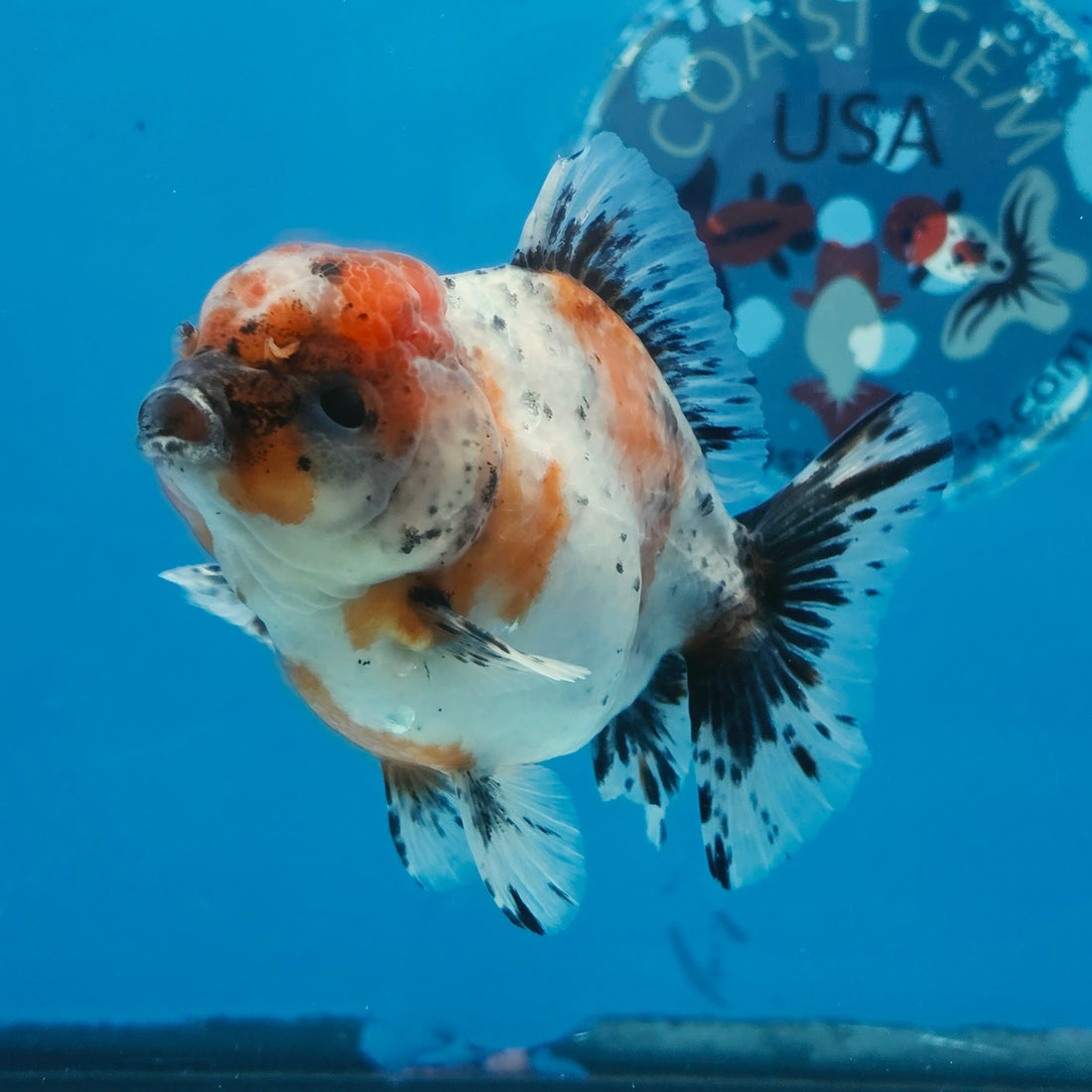 Thai Oranda Calico Shogun Farm 3.5" Body Female 8mths(FEB-558)R3A02