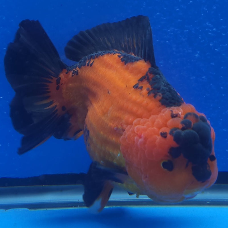 Thai Jumbo Oranda Apache 5in Female (FEB-225)BLUETUB1