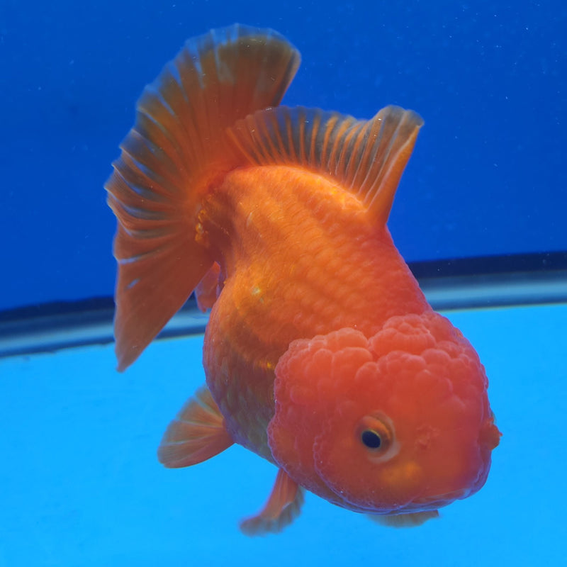 Thai Jumbo Oranda Red & White 5in Female (FEB-222)BLUETUB1