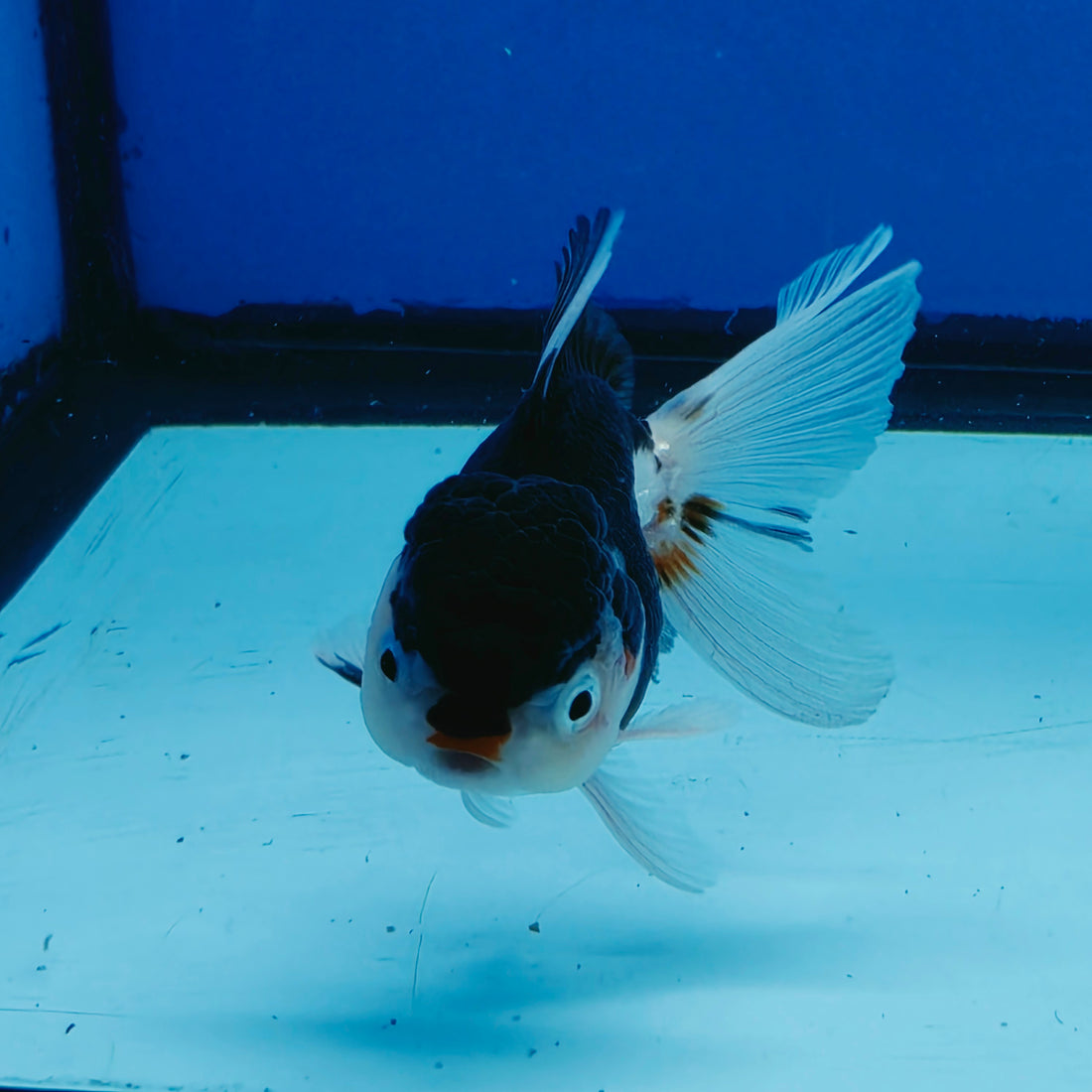 Thai Oranda Tri Color Short body breed 2.5" Body Female 6mths(FEB-560)R3B22