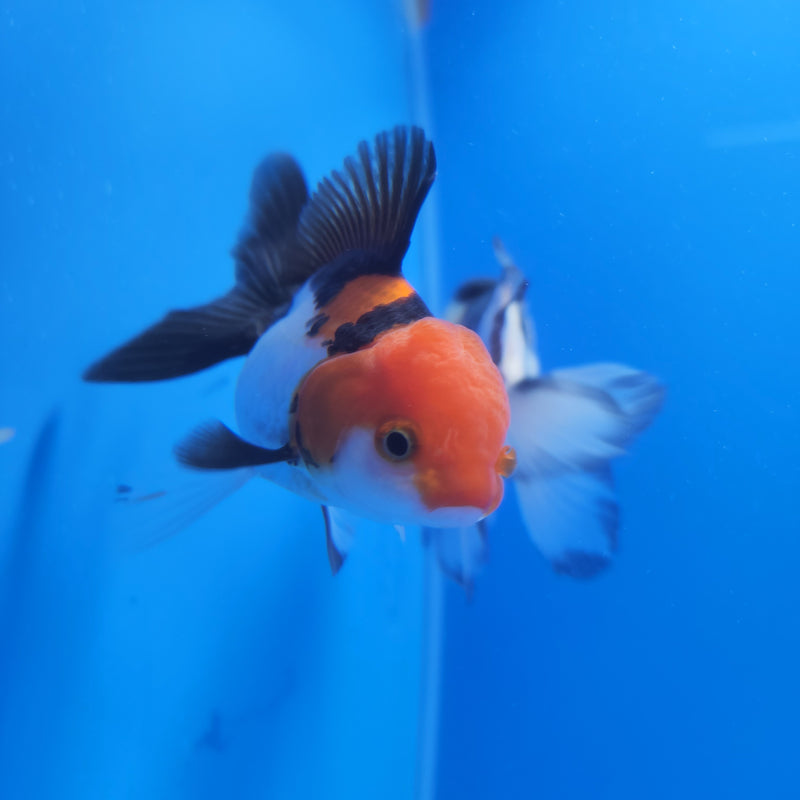 Thai Oranda Red & White Tri-Color 2.5 F (FEB-186)R3A06