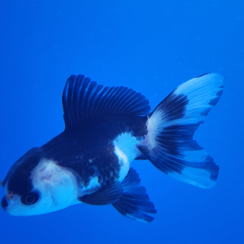 Thai Oranda White Panda Tri 2.5 F (FEB-190)R3A06